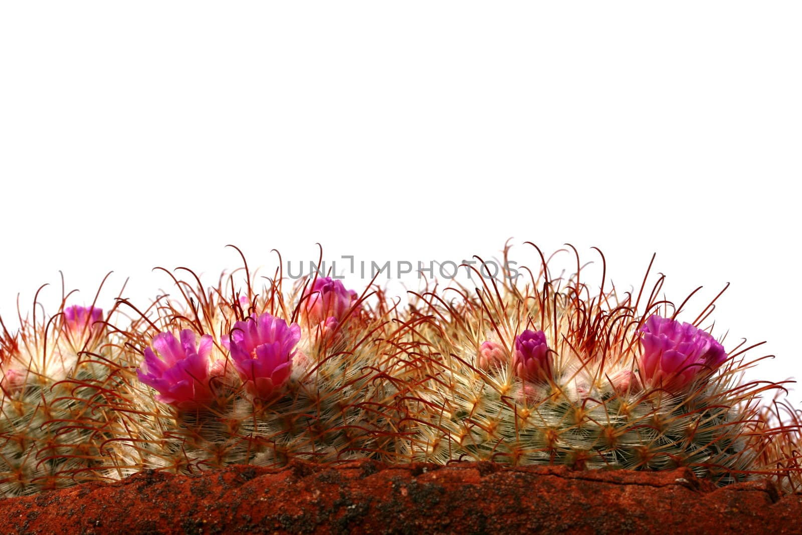 Blossoming cactuses by VIPDesignUSA