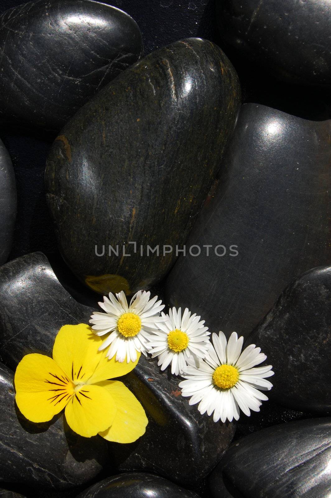 happy daisy flowers on black stone background showing health and wellness concept
