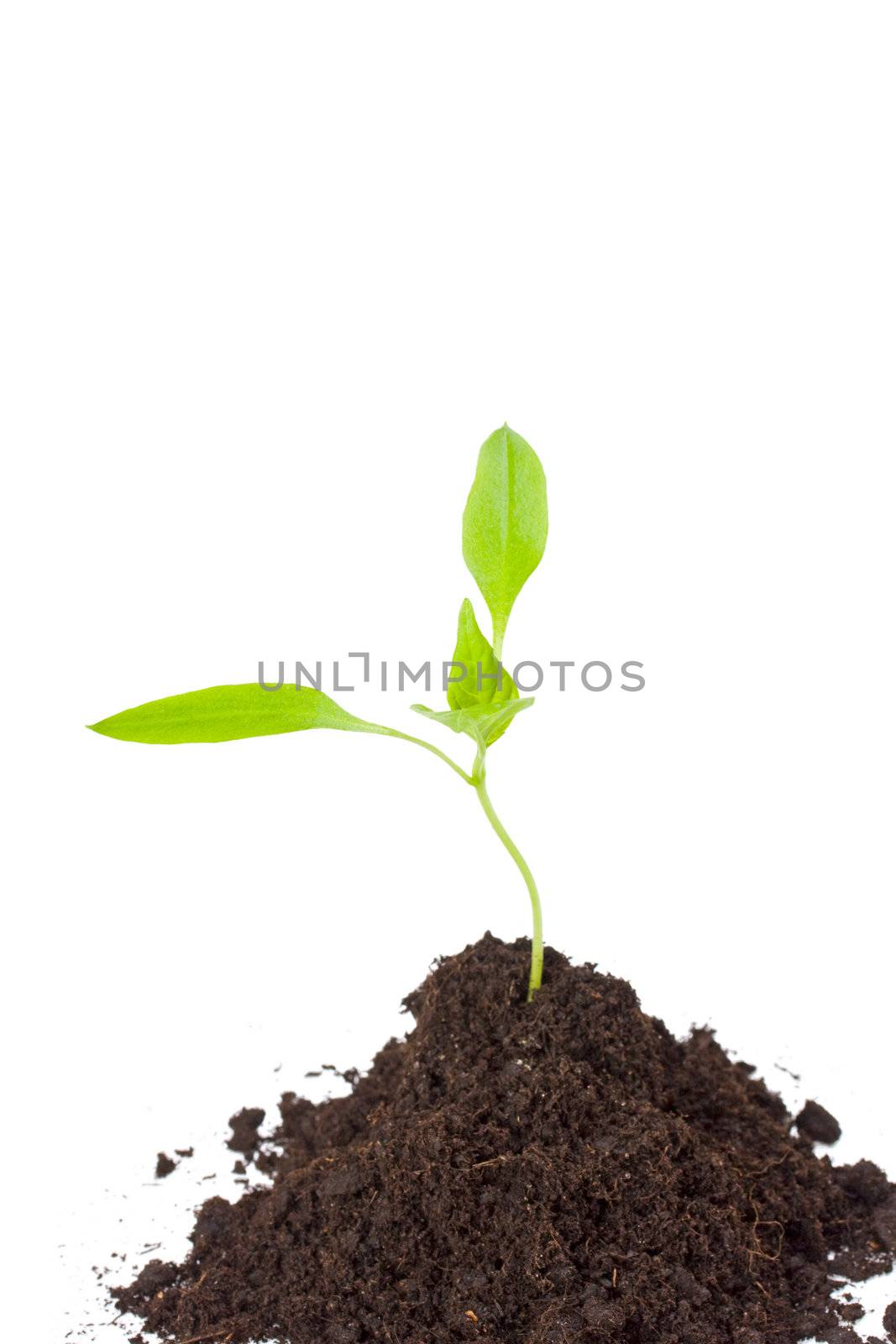 small seedling isolated on white
