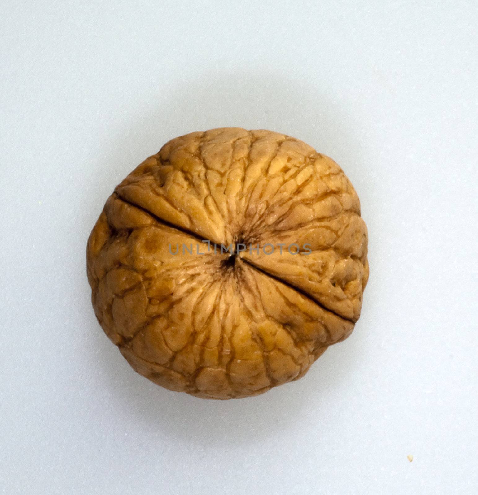 Closeup of single walnut seen from above, white background