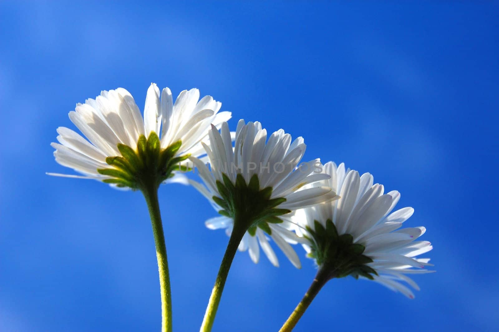 daisy from below under blue sky in summer