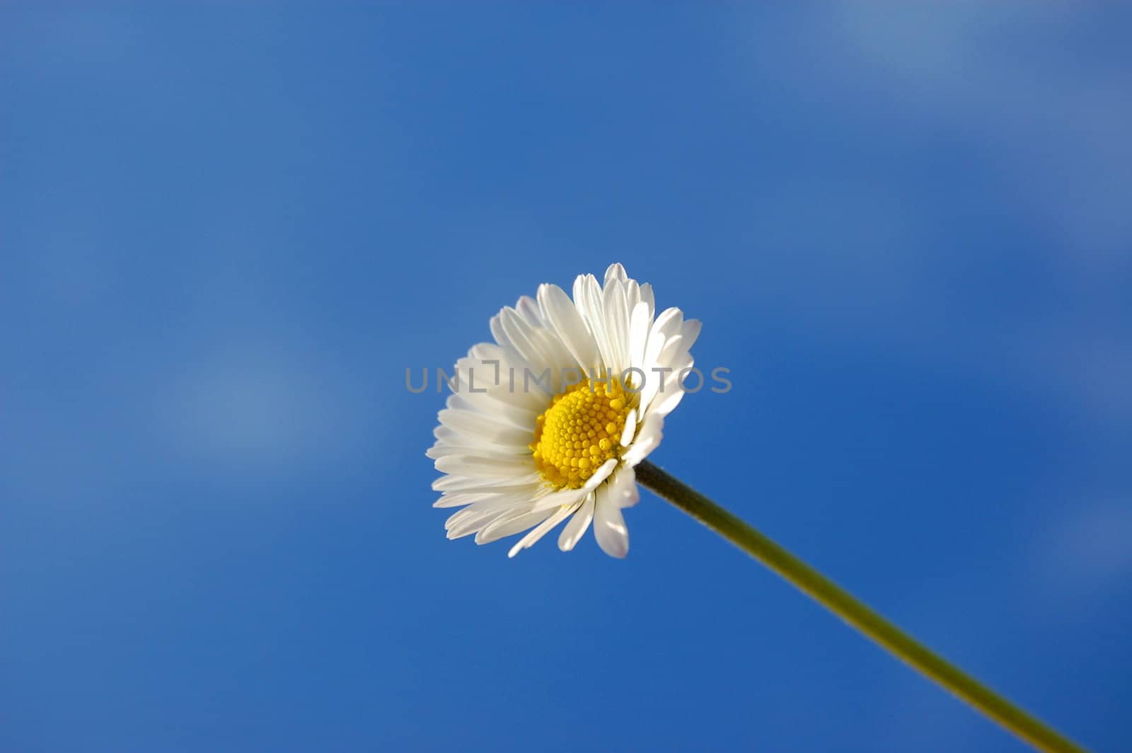 happy daisy flower under blue spring sky
