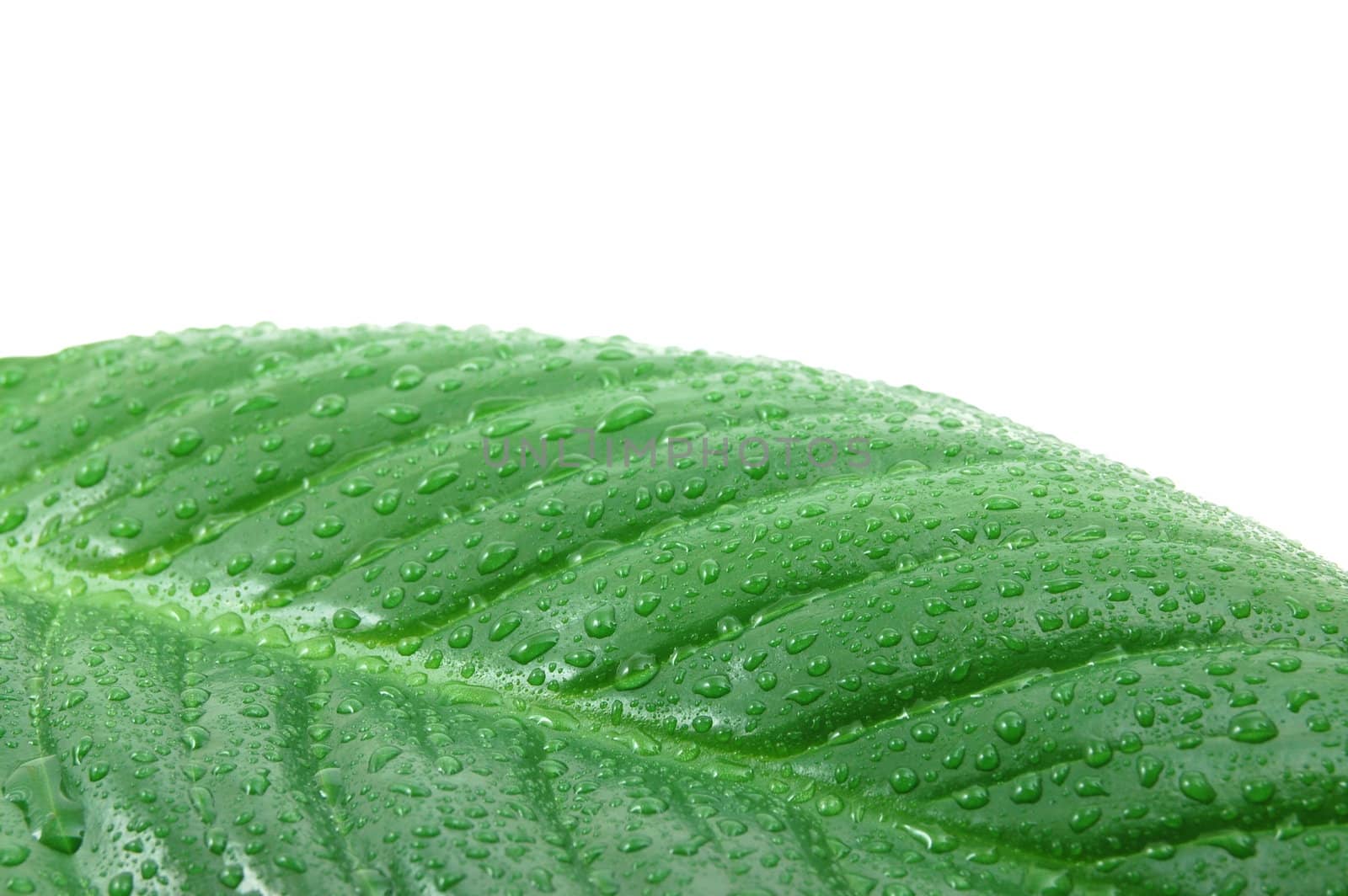 wet leaf with water drops isolated on white background