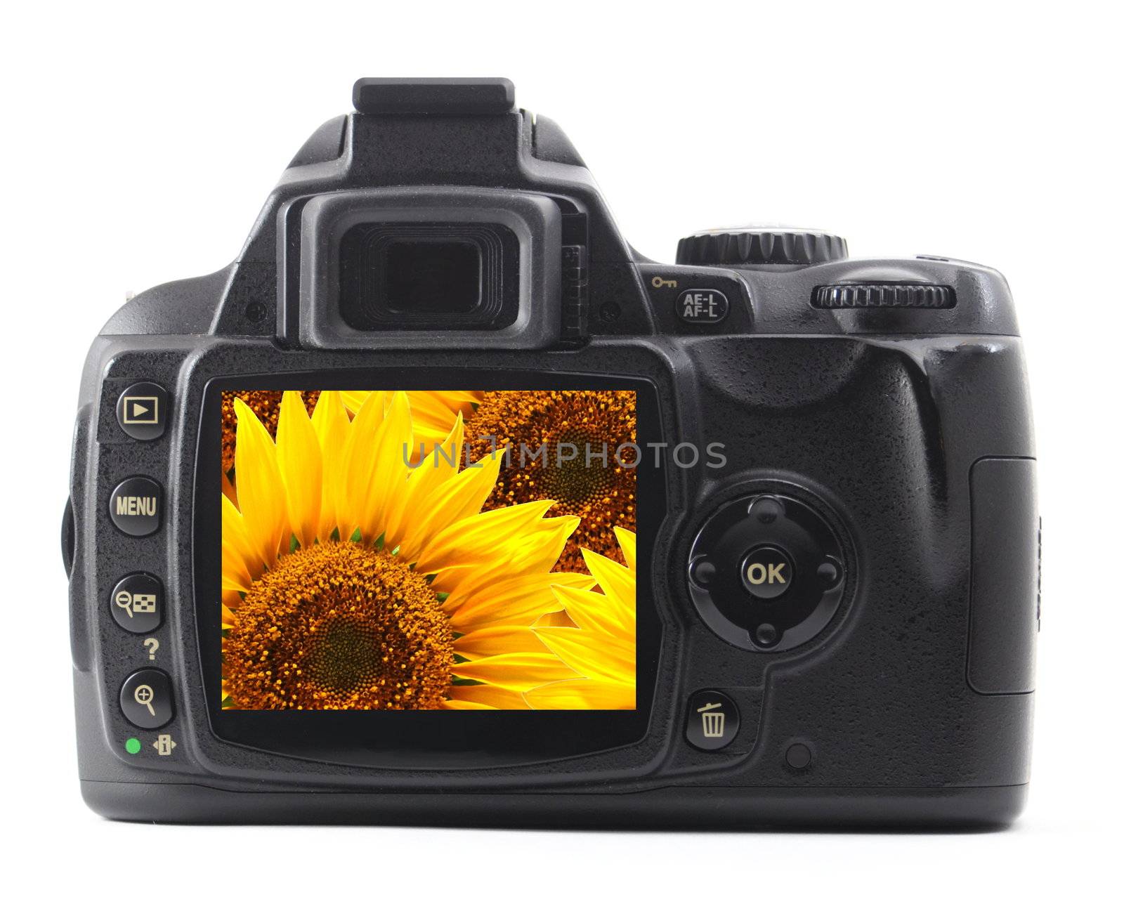 flower on digital camera display showing holidy travel or vacation concept