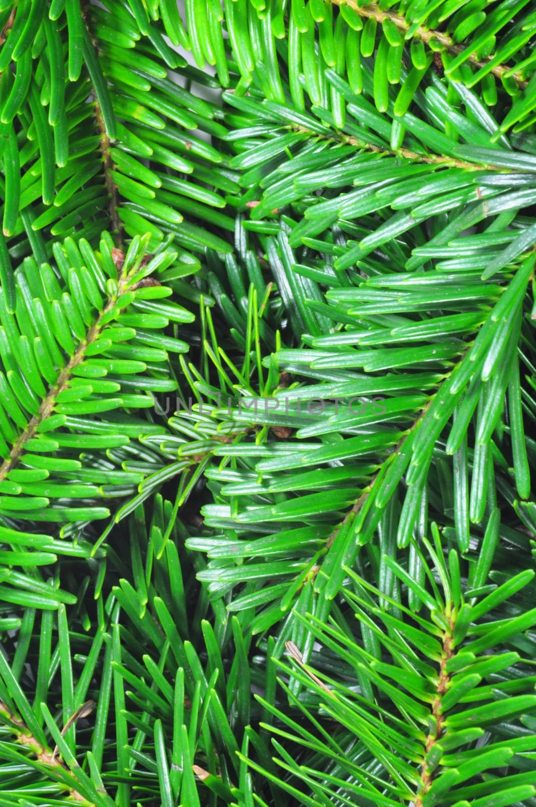 fresh green fir branch by gunnar3000