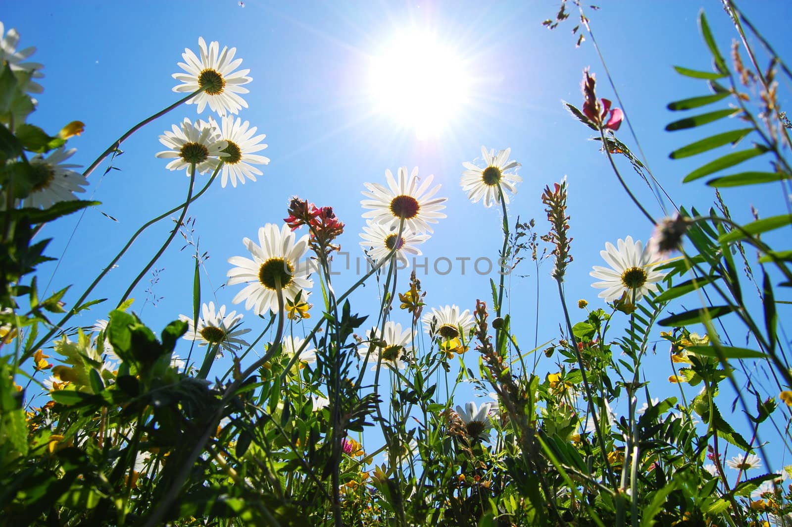 daisy flowers in summer under blue sky from below