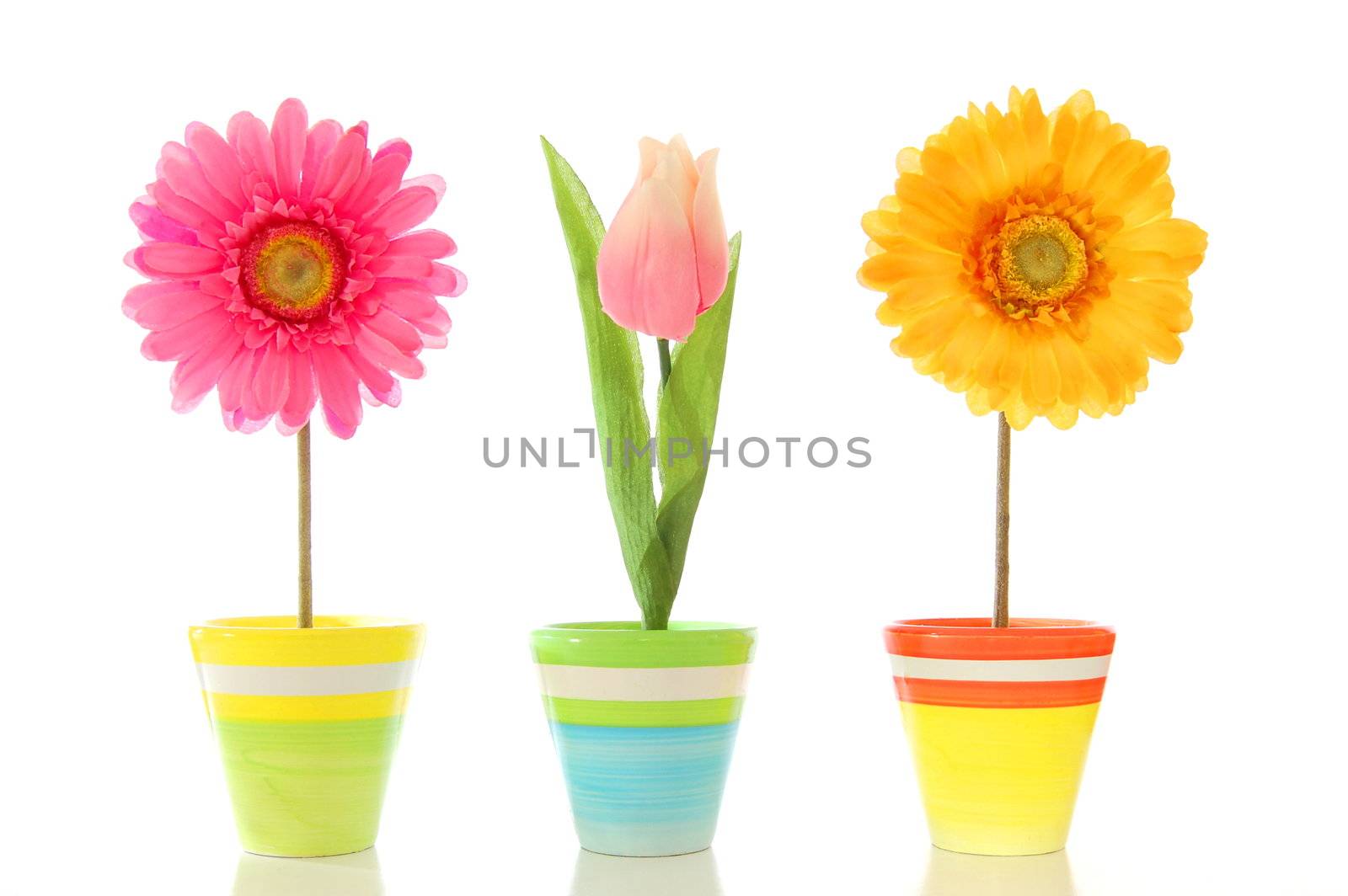 funny summer flowers isolated on white background