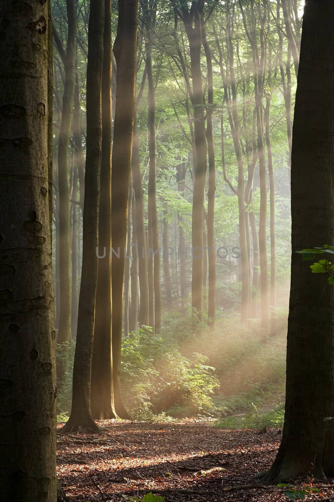 Sunny morning in an early autumn forest; sun rays are visible in a light haze.