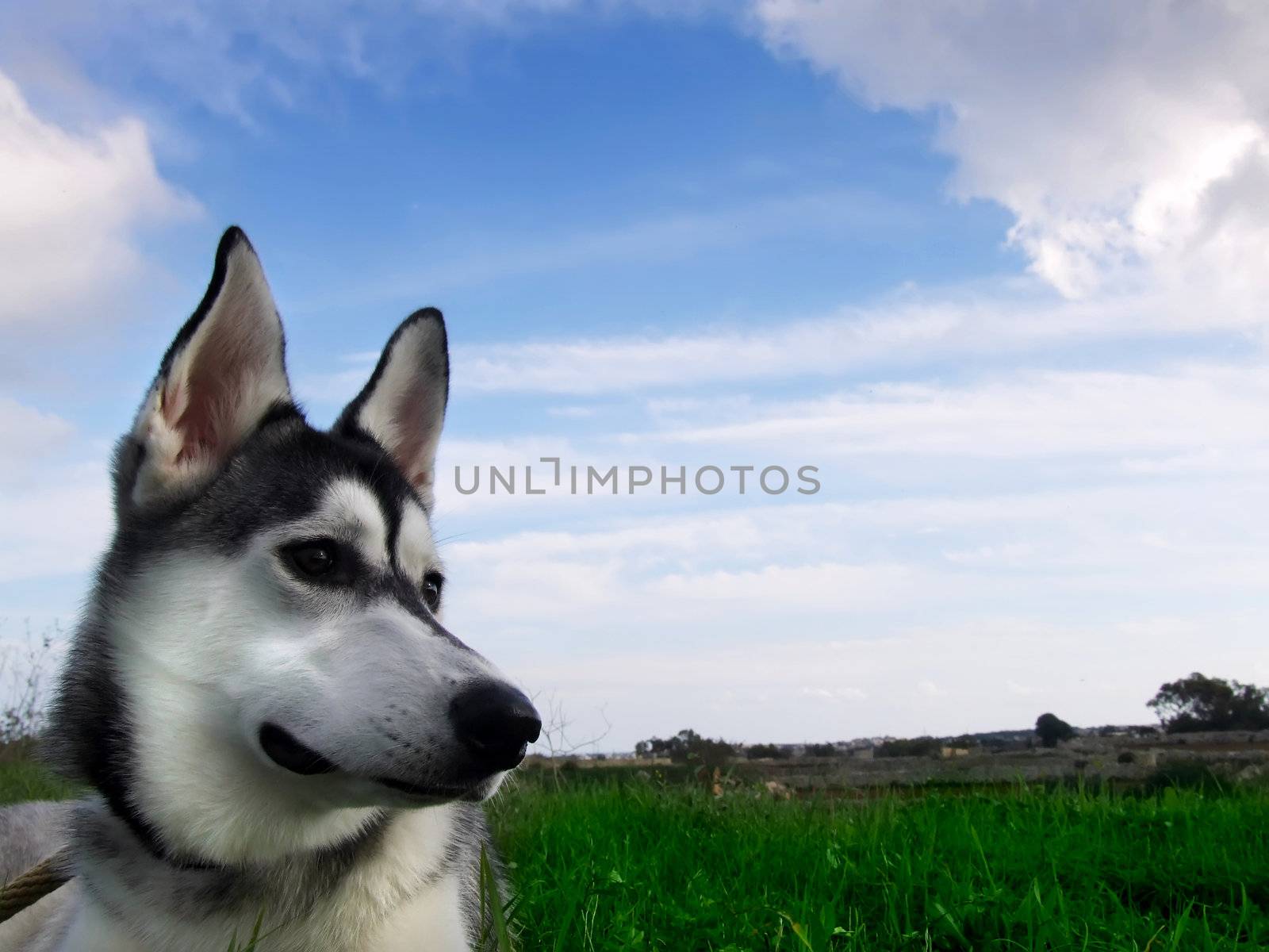 The reliable and loyal Siberian Husky, sled and working dog