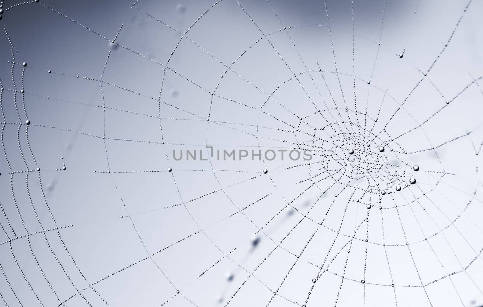 Spherical shiny dew drops (resembling planets) on the spider web; photographed against a misty overcast sky (i.e. light gray background); focused on the center of the web.