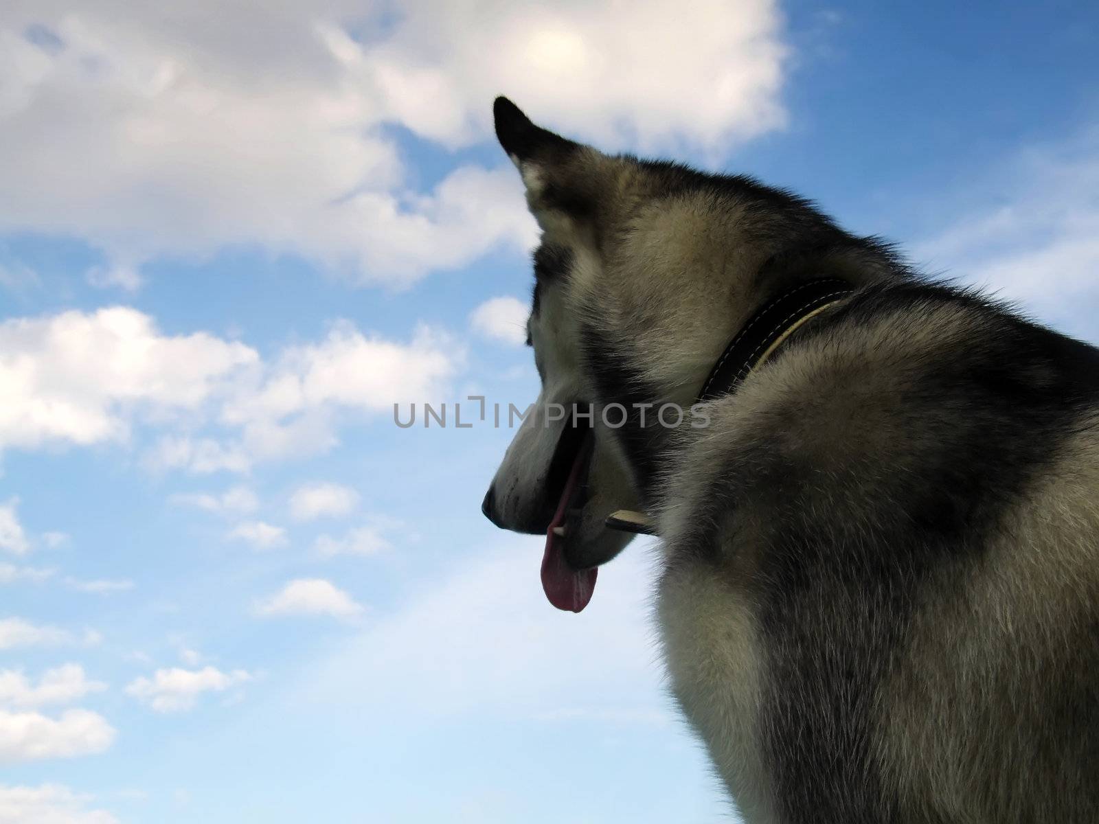 The reliable and loyal Siberian Husky, sled and working dog