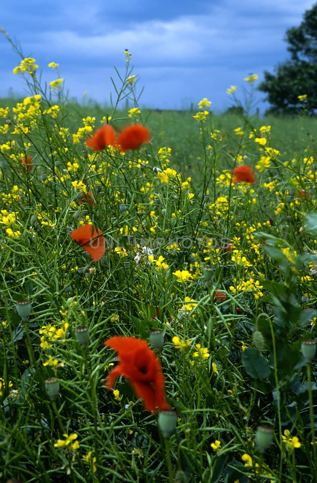 Summer field with wild flowers
