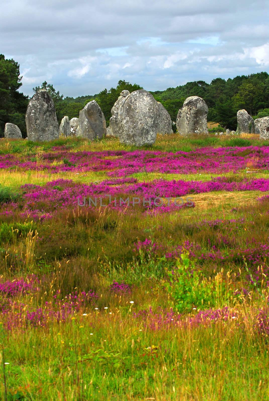 Heather blooming among prehistoric megalithic monuments menhirs in Carnac area in Brittany, France