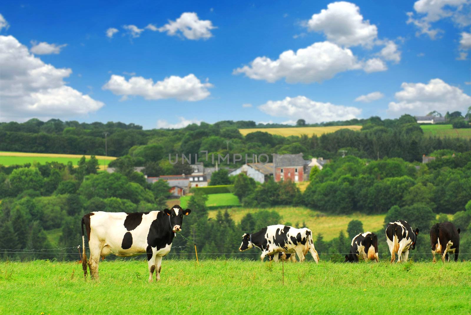 Cows in a pasture by elenathewise