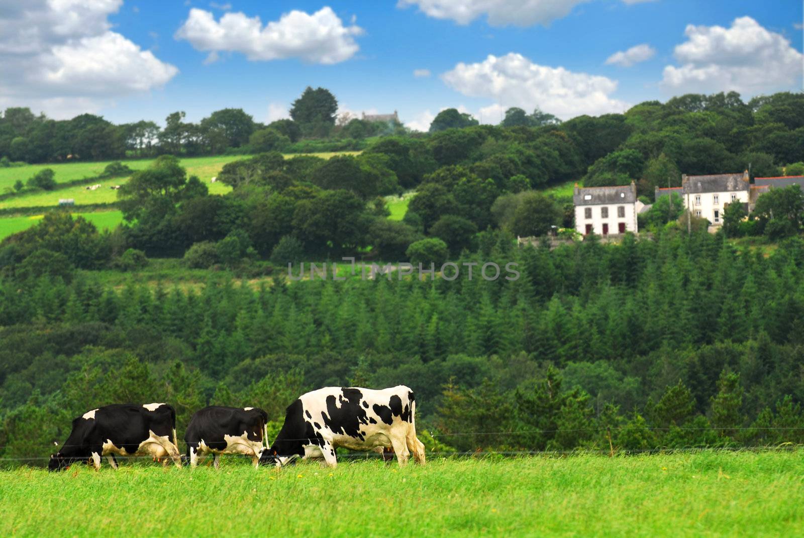 Cows grazing on a green pasture in rural Brittany, France