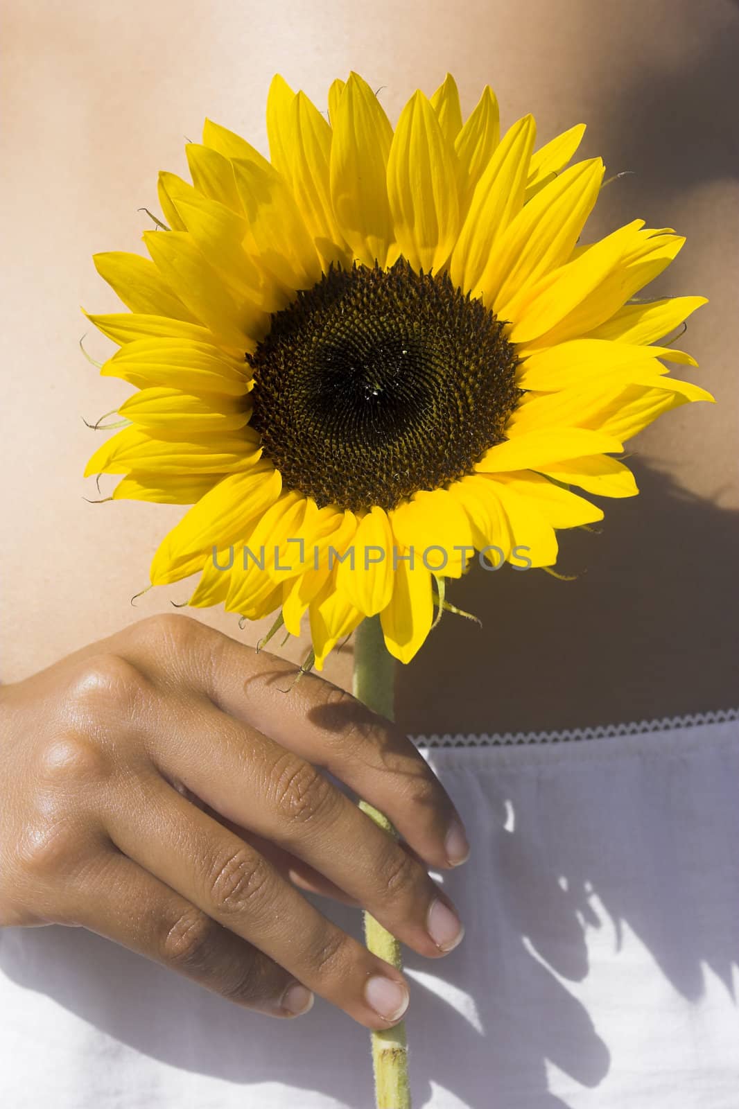 Close-up of a female hand holding a sunflower close to her belly