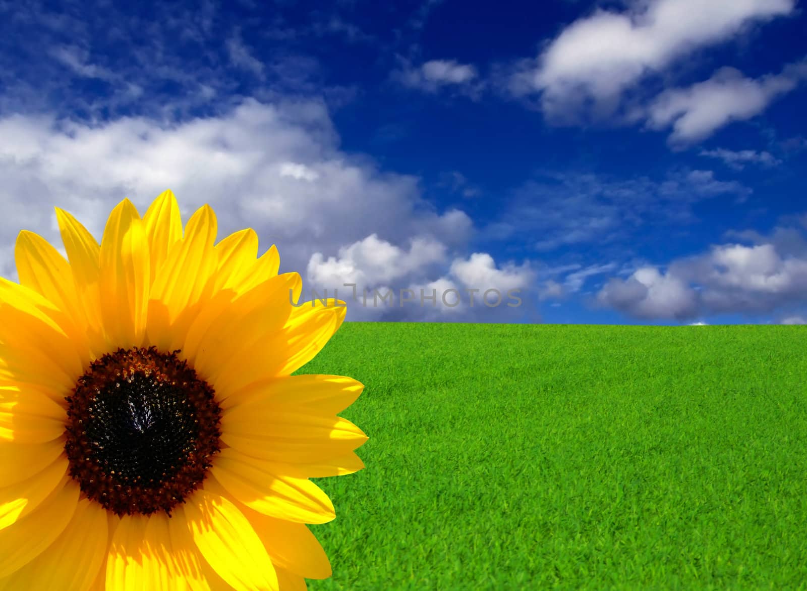 Conceptual image showing amazing blue skies over green meadows