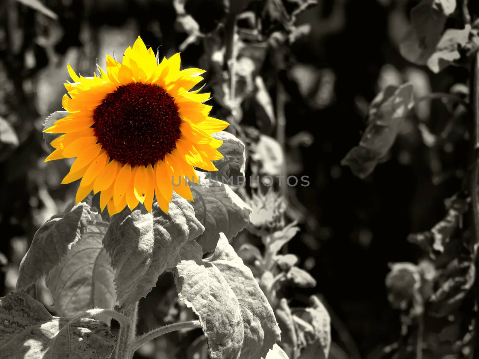 Sunflower by PhotoWorks