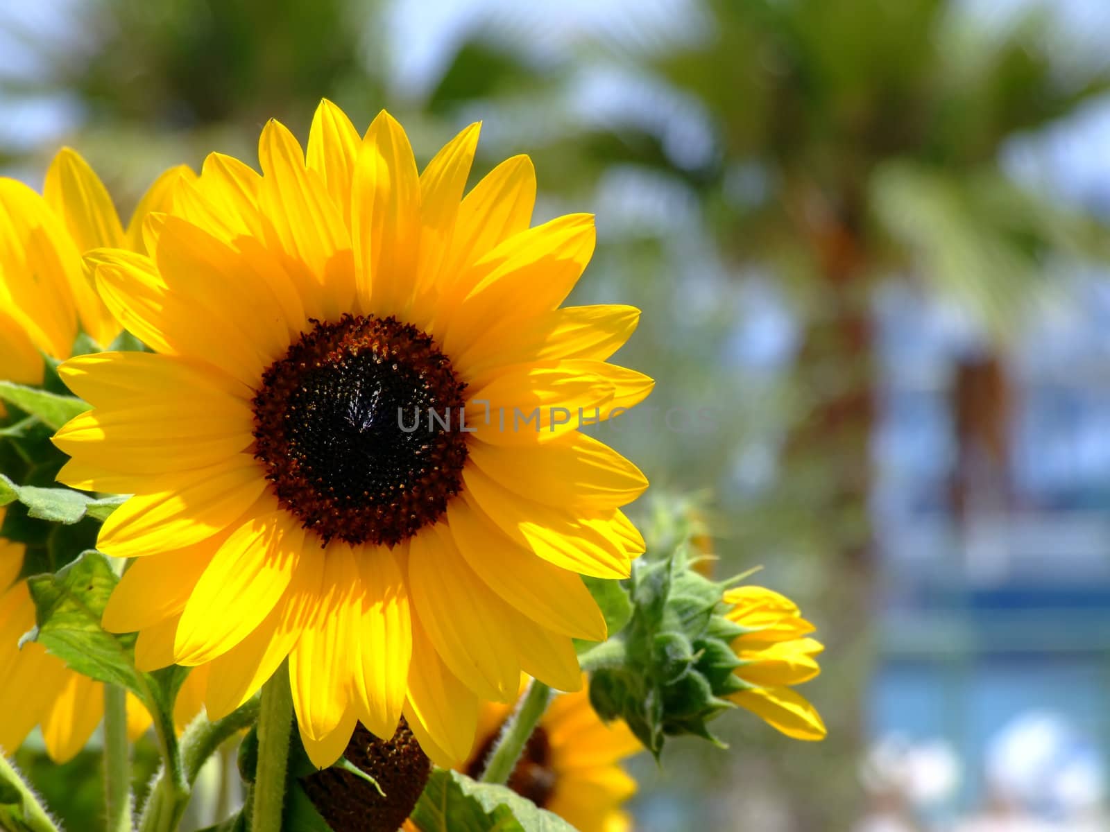 Flora Series - Images depicting various types of Mediterranean flowers - Sunflower