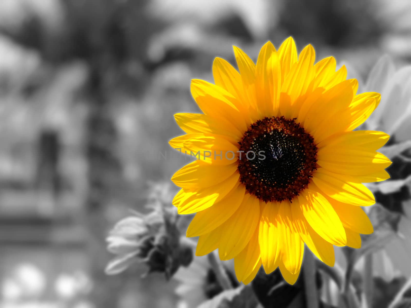 Flora Series - Images depicting various types of Mediterranean flowers - Sunflower