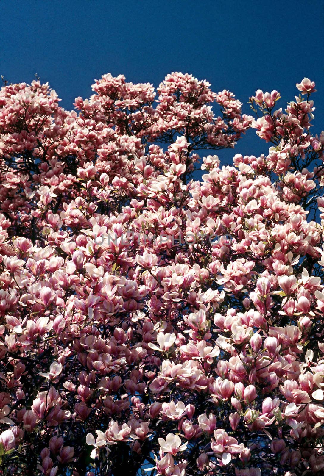 Blooming Magnolia by jol66