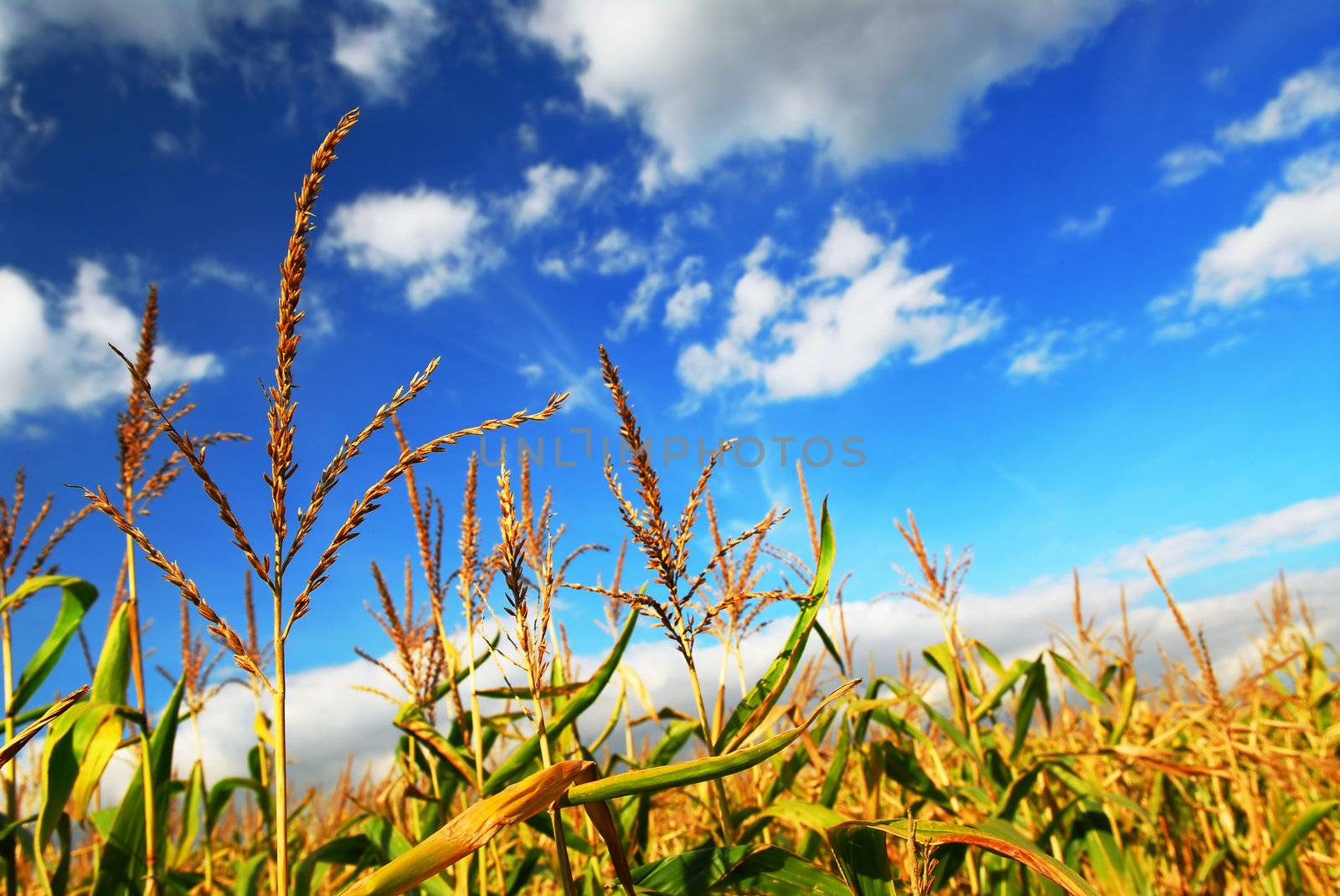 Farm field with growing corn under blue sky