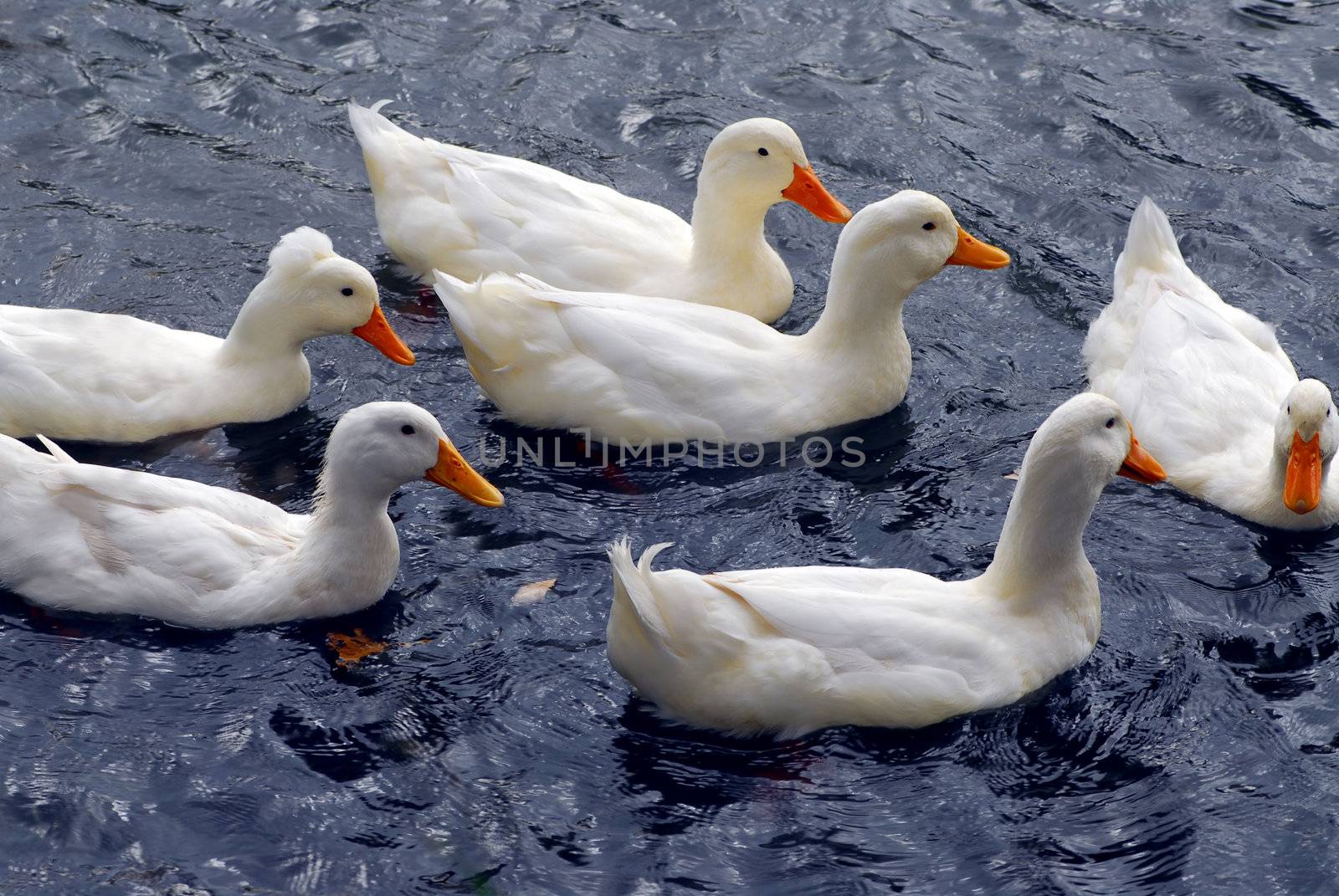 Flock of white ducks swimming in the pond