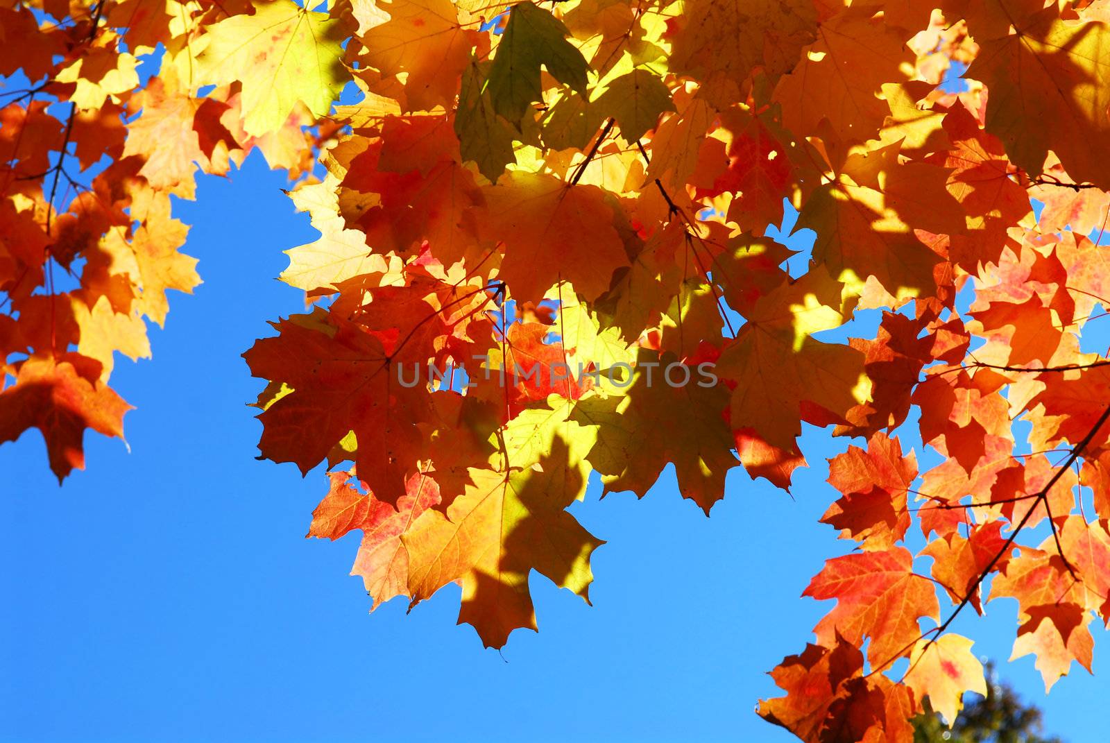 Red fall glowing maple tree leaves on blue sky background