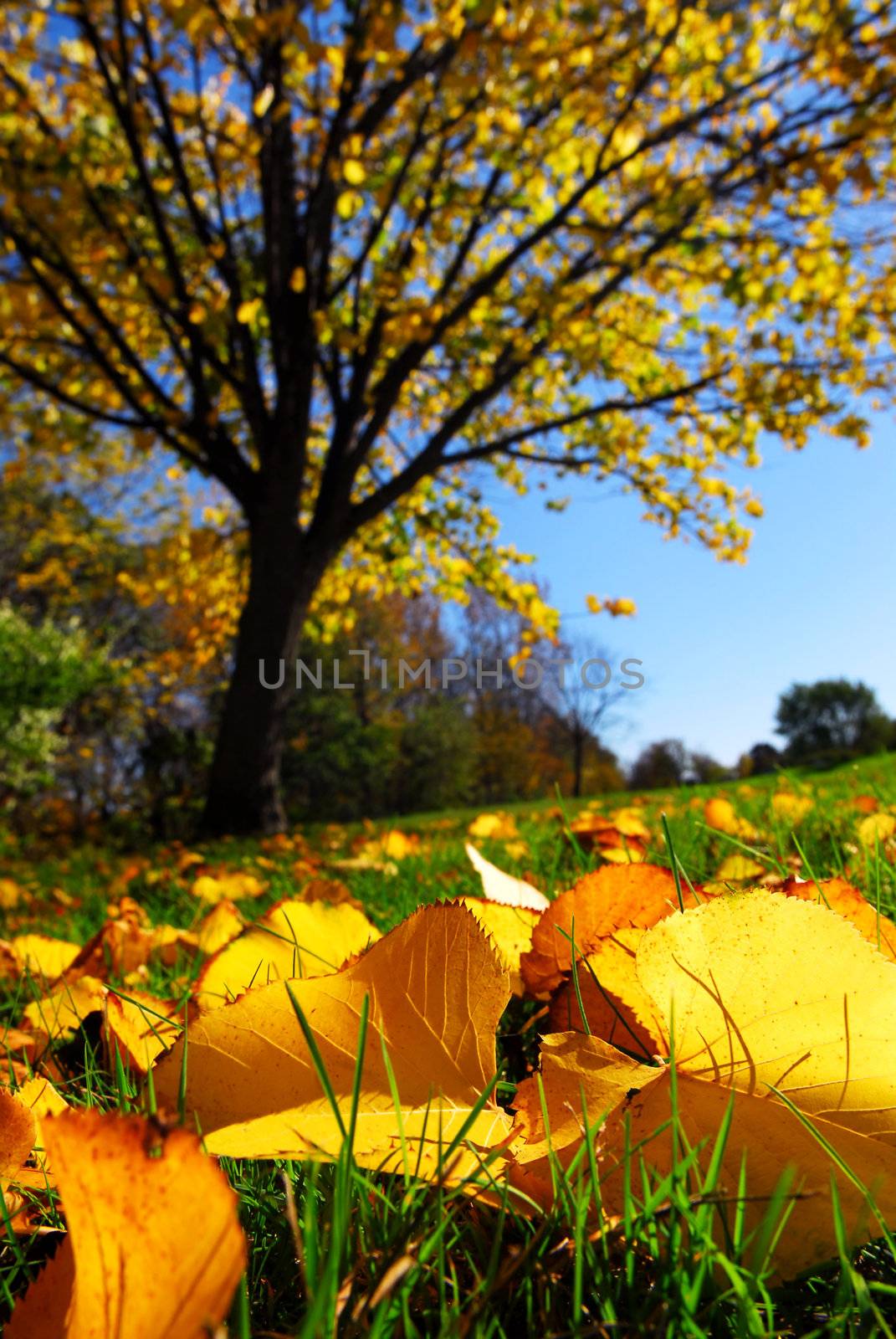 Autumn landscape by elenathewise