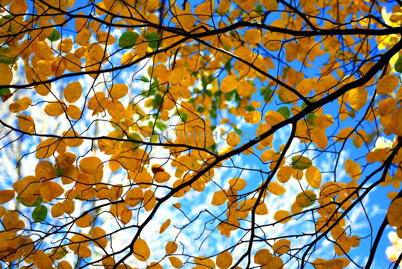 Tree branches with fall yellow leaves on blue sky background in autumn forest
