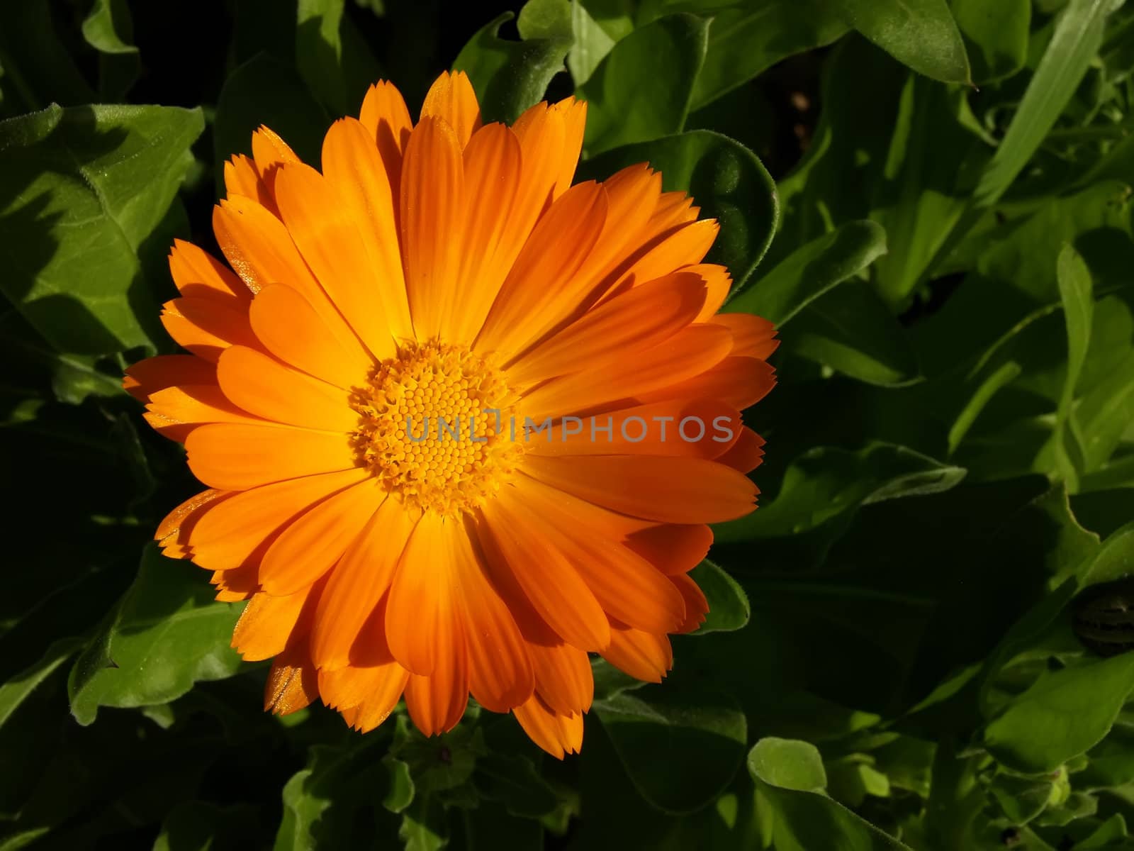 A cute orange daisy in sunset light