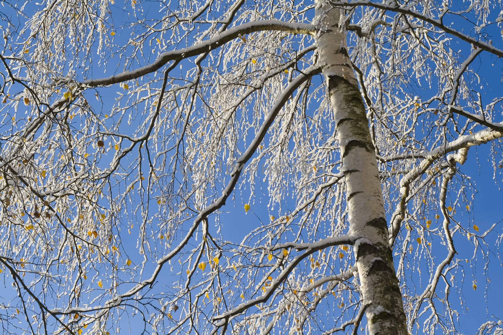 Birches just after the snowfall