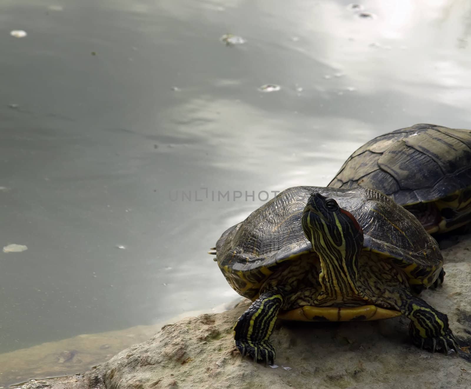 Turtles basking in sunlight guarding nest 