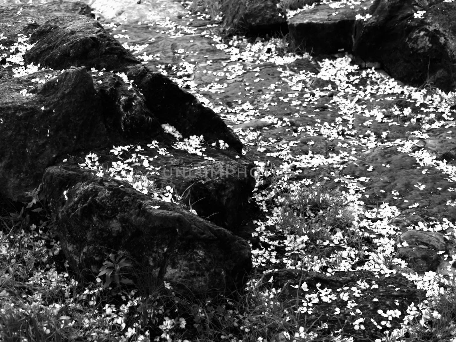 Petals along rocky pathway in autumn