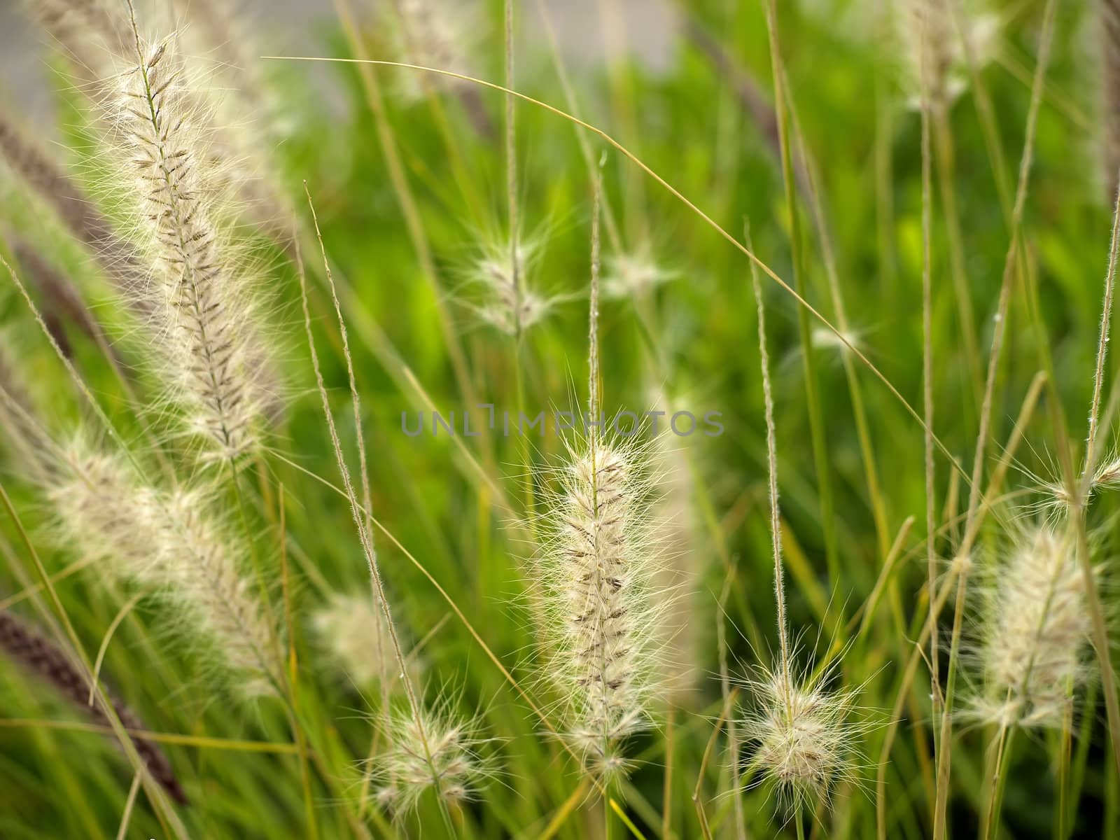 Cereal Plant by PhotoWorks