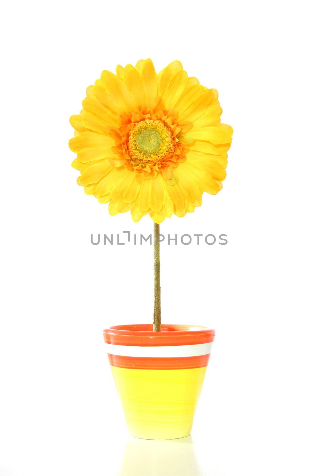 colorful spring flowers isolated on white background