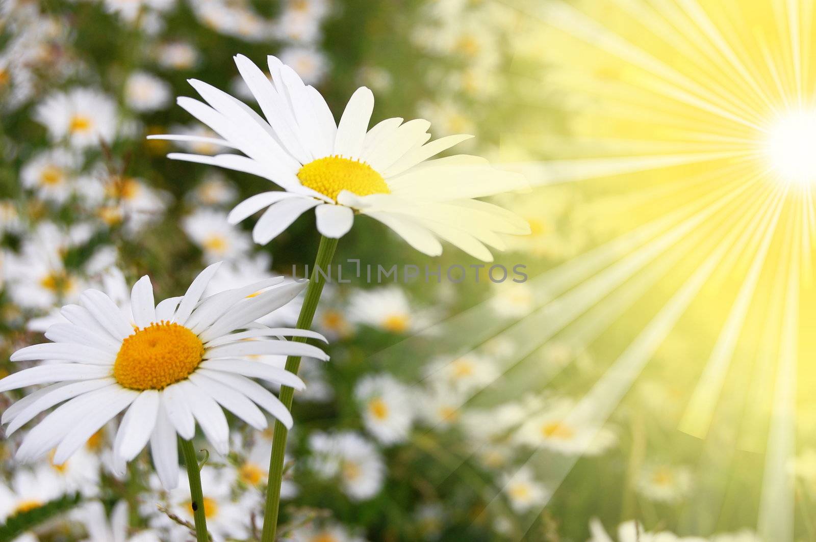 flower and sun in summer on a field