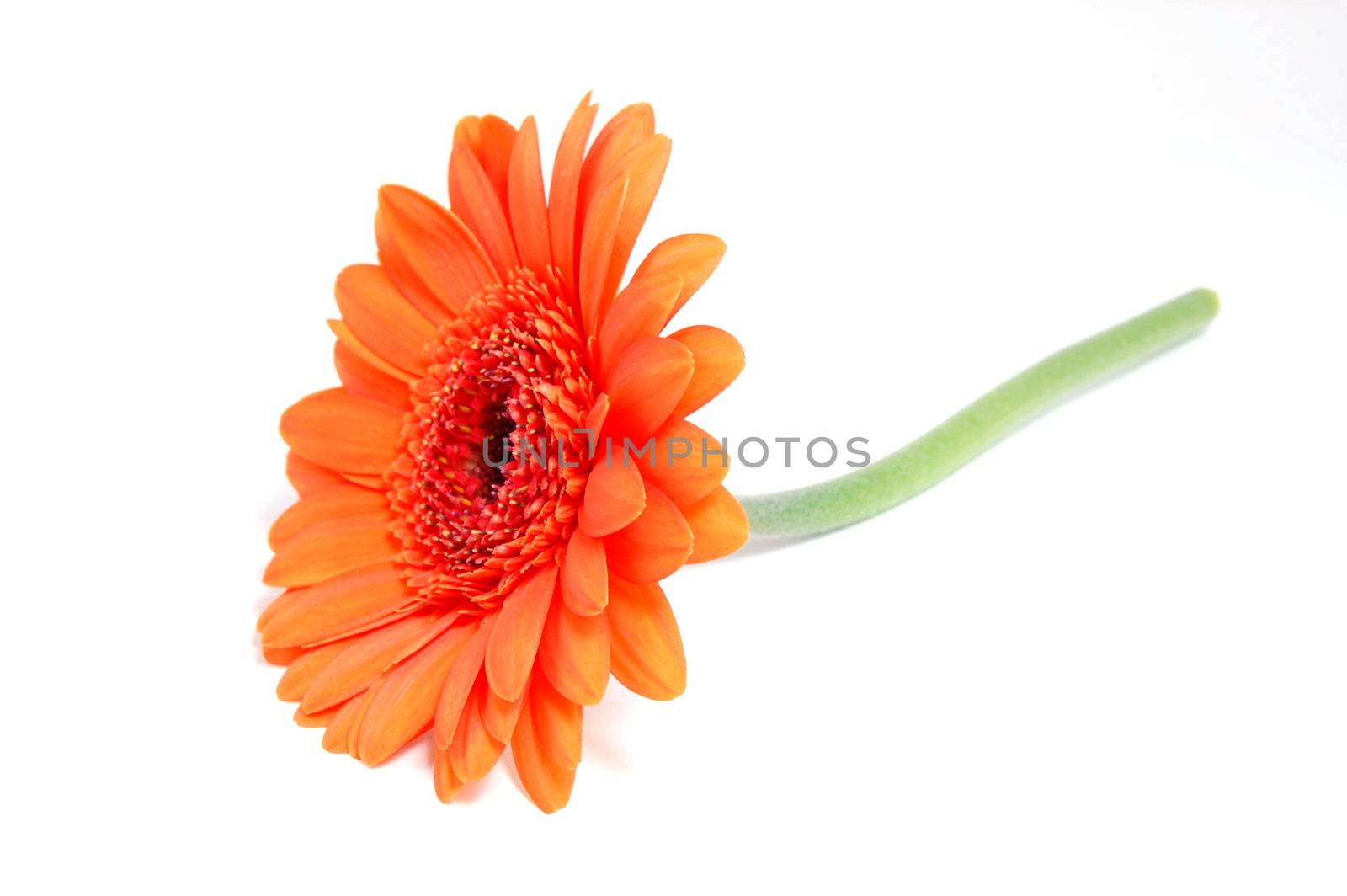 gerbera daisy flower isolated on white background