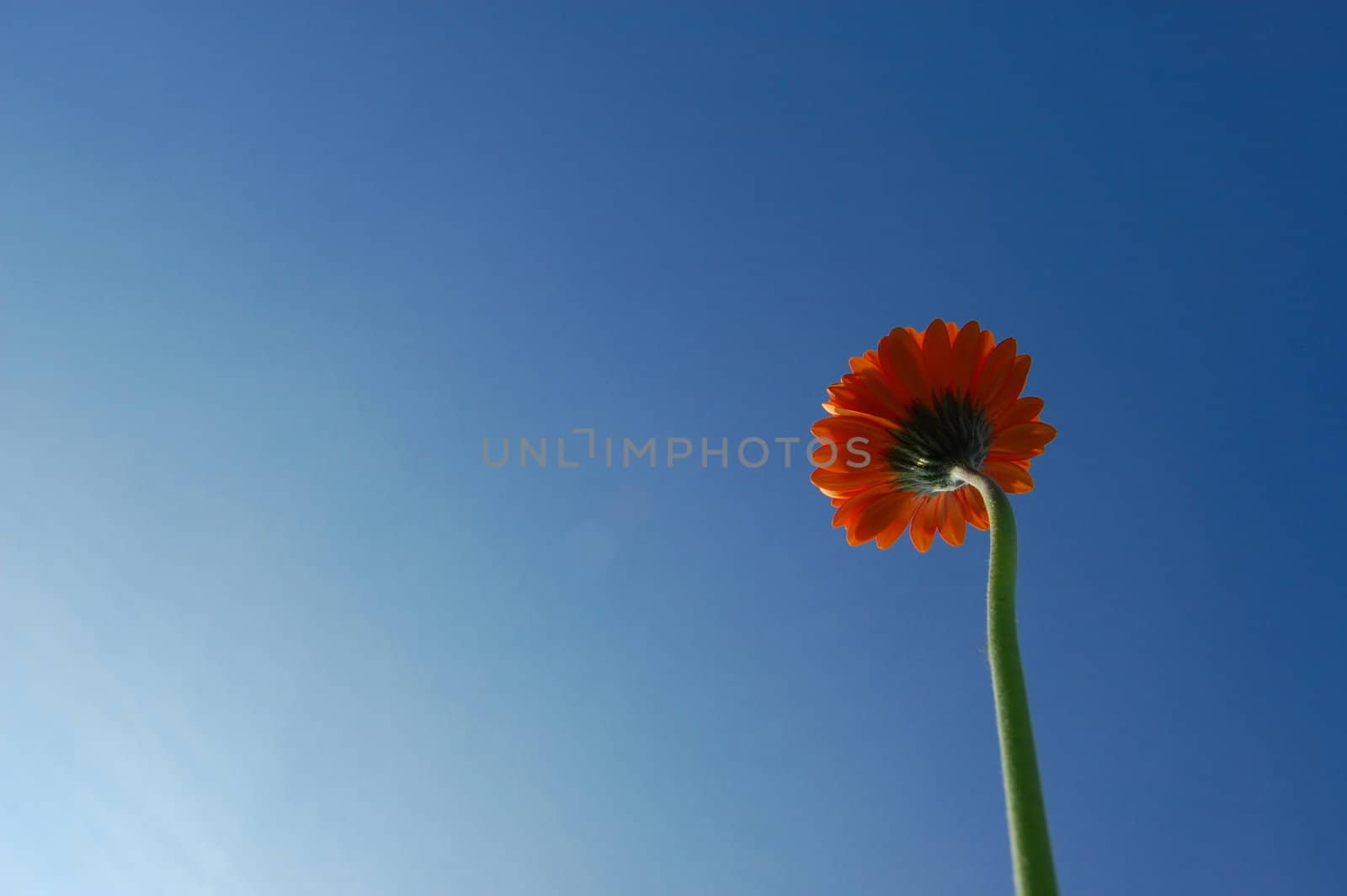 gerbera daisy from below under blue sky in summer