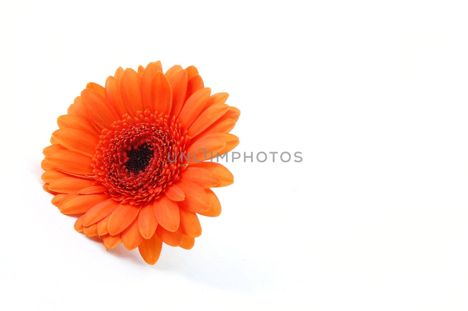 gerbera daisy flower isolated on white background