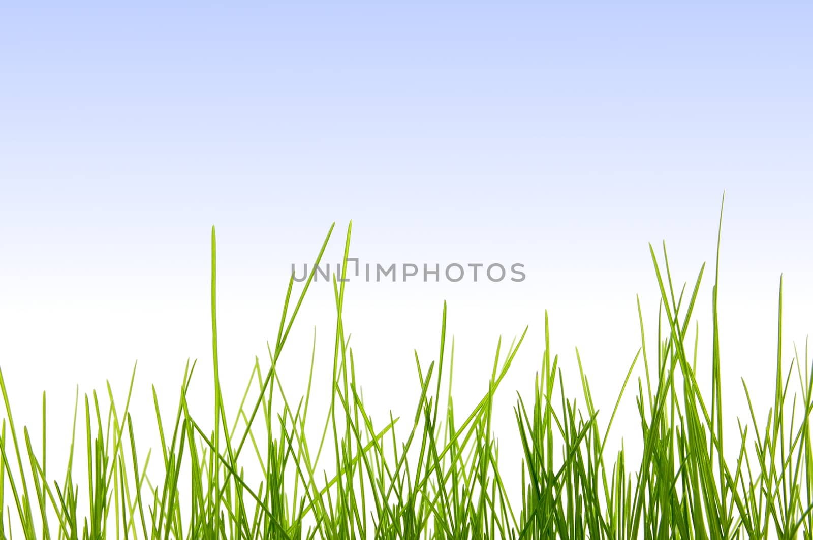 green and fresh easter grass under blue sky