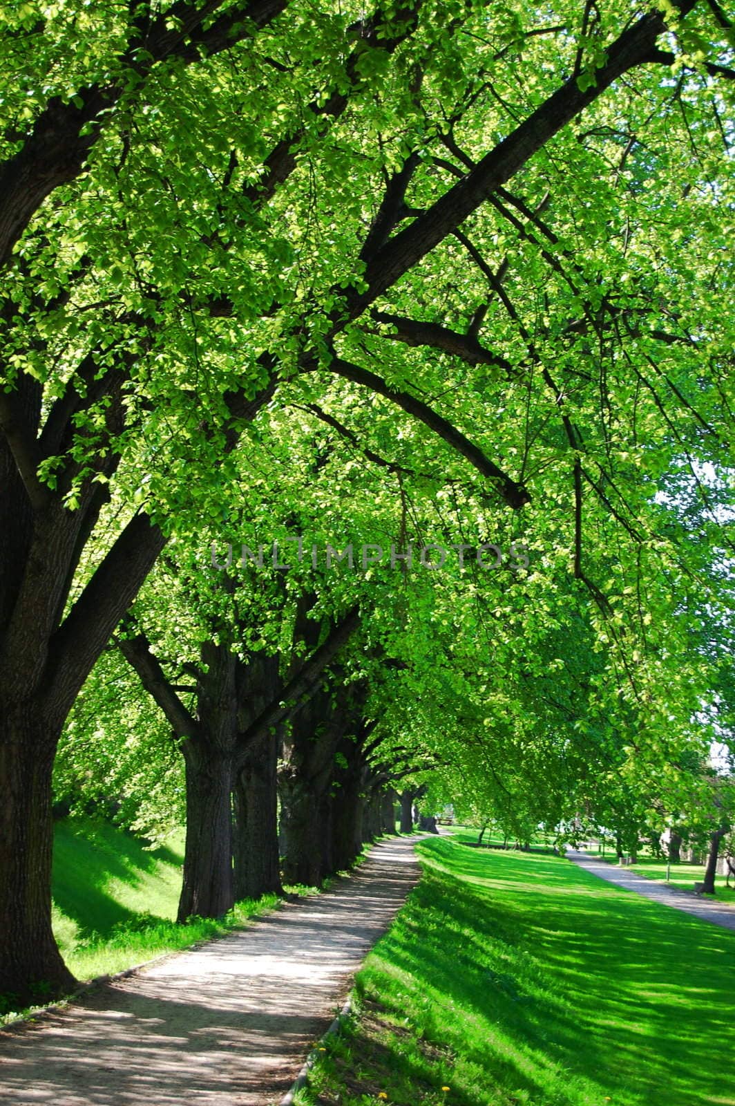 alley with green summer trees in the park on a sunny day