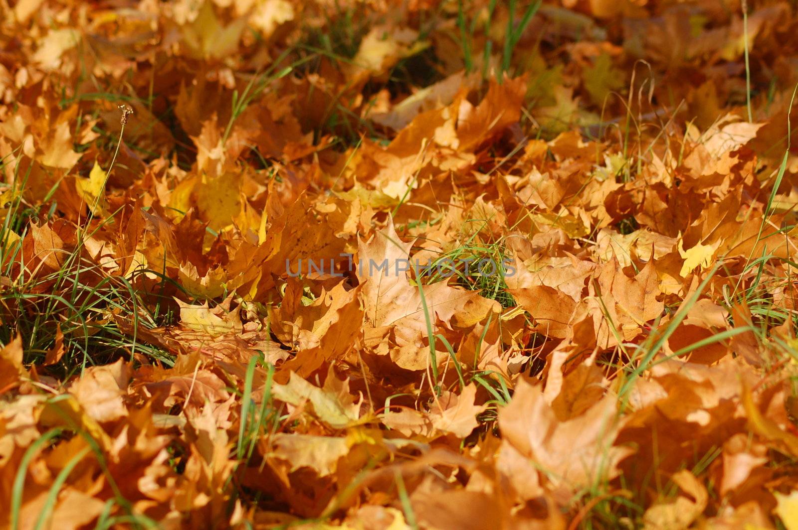 autumn in the forest with golden leaves on trees
