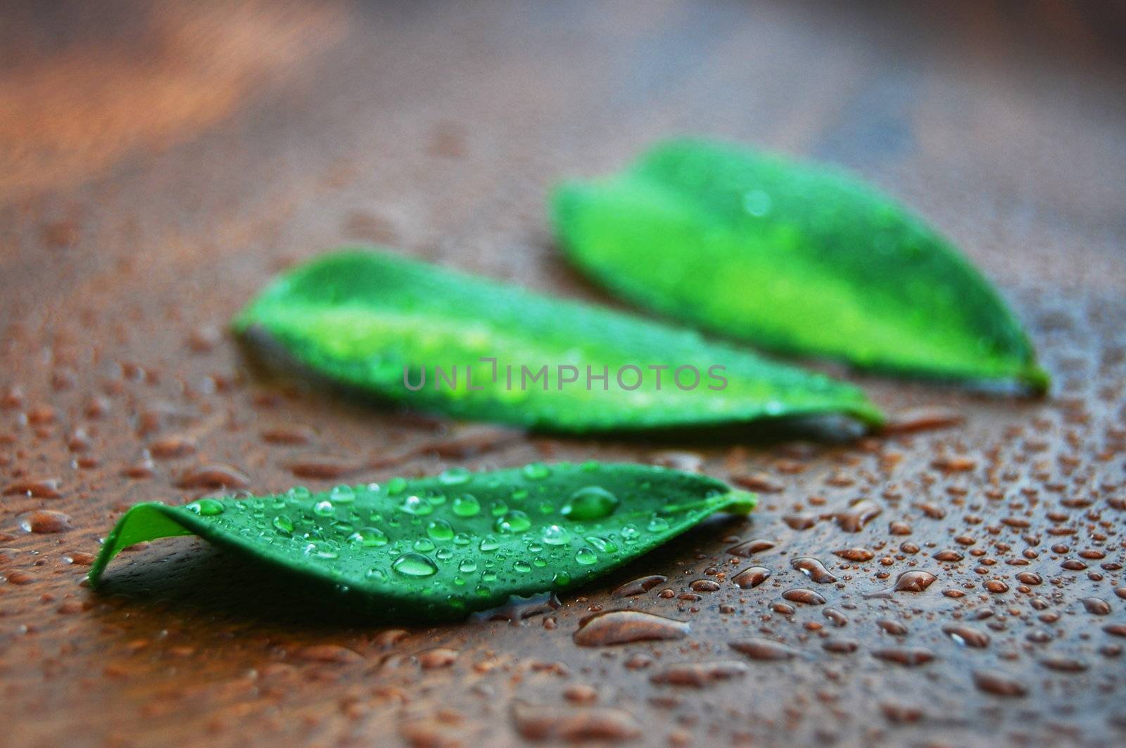 wellness and bath concept with leaves and water drops on wood