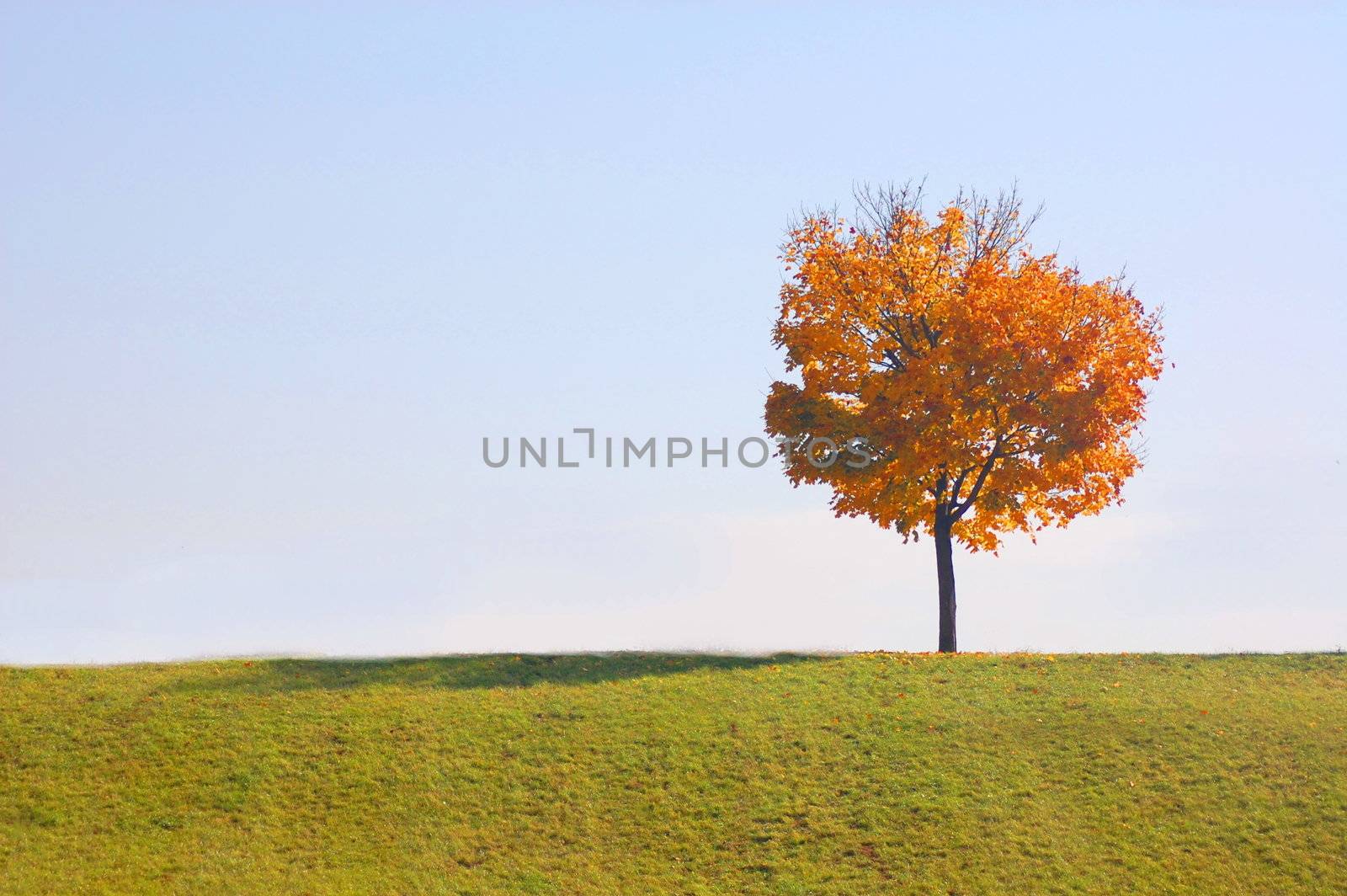 tree in autumn by gunnar3000