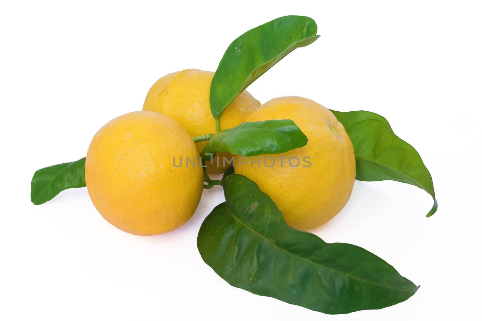 three oranges with leaves isolated on white background