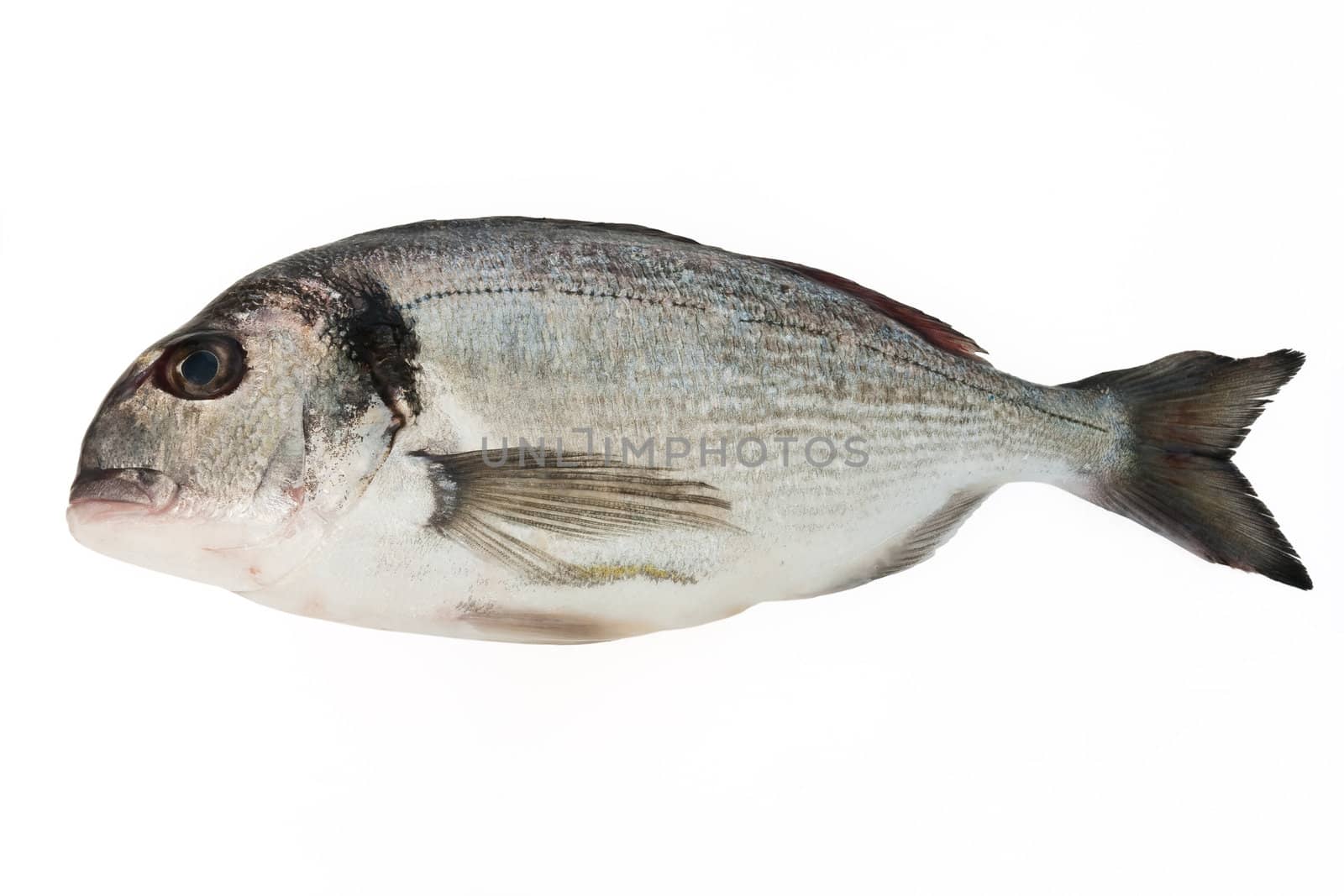 fresh sea bream isolated on white background