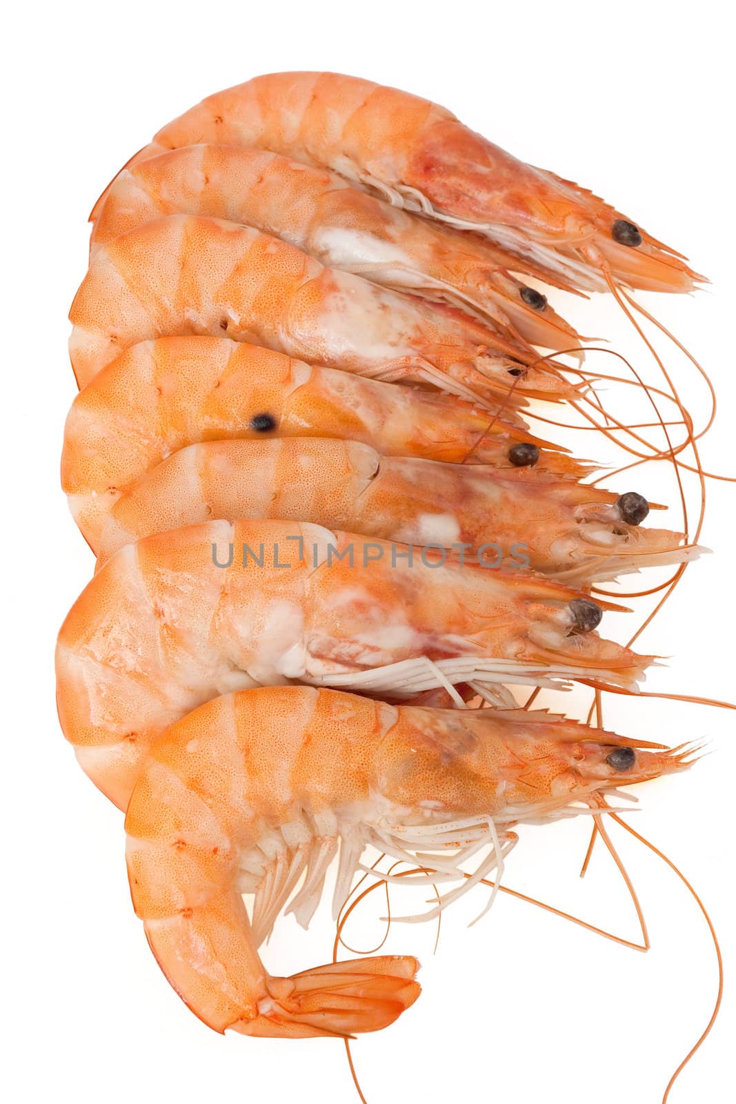 group of fresh shrimps isolated on white background