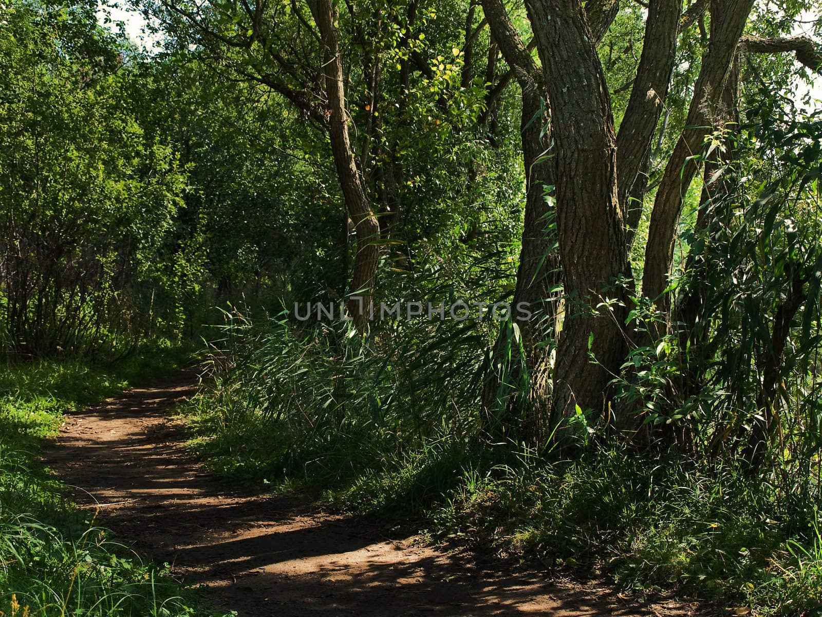 path in summer green forest with sun rays