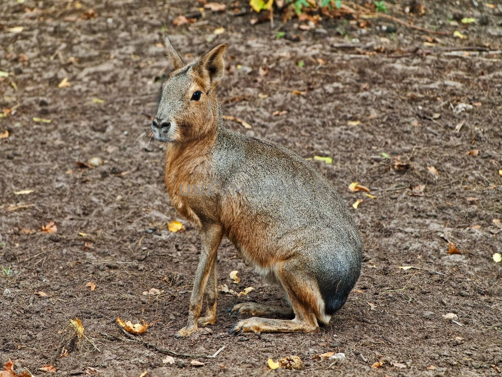 Photo of beige sitting hare sitting in wild nature 
